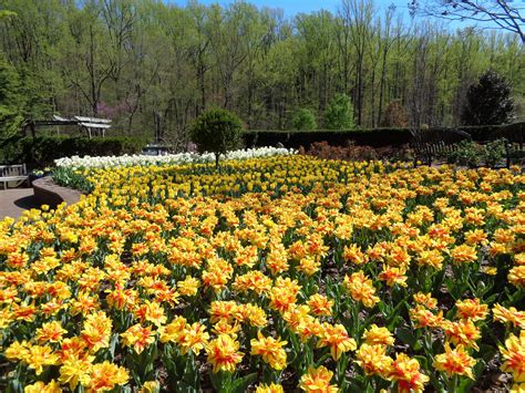Brookside gardens glenallan avenue wheaton md - Brookside Gardens. Category: Local Attractions. Address. 1800 Glenallan Ave Wheaton, MD 301-962-1453. visit website. Details. Brookside Gardens is …